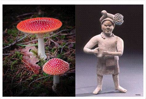 The chemistry of mushrooms: compounds and effects